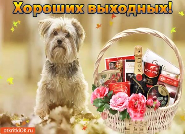 Чудесных выходных открытки необычные