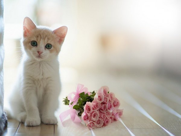 Милые котики с букетом