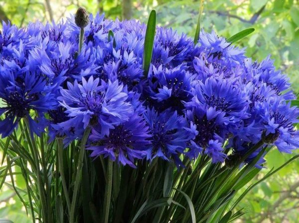 Васильки букет