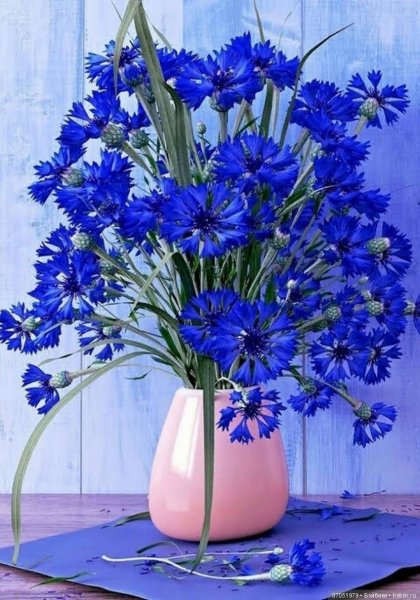 Красивые цветы полевые васильки