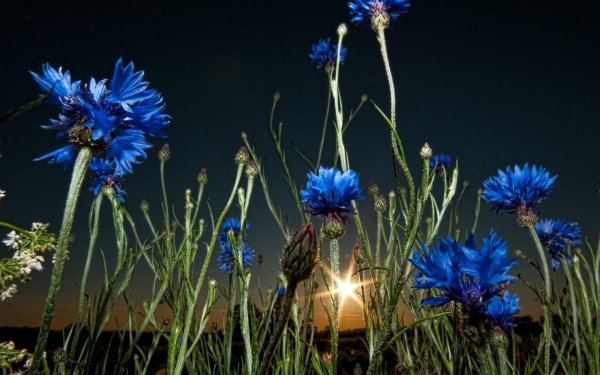 Василек синий лепестки