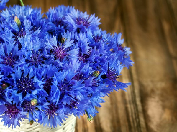 Василёк горный