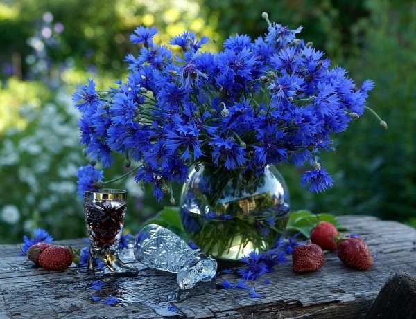 Летние цветы васильки