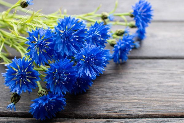 Серединка василька