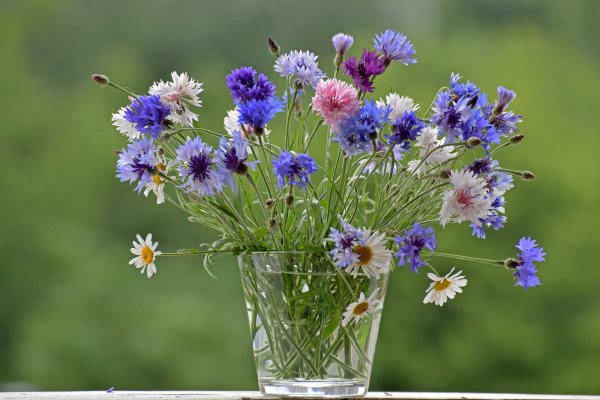 Полевые цветы васильки