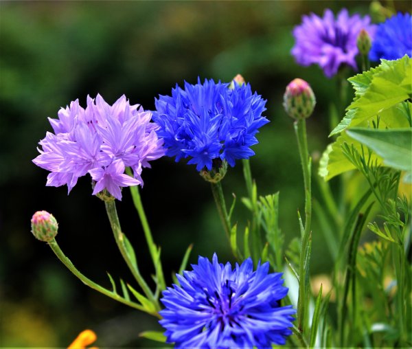 Василек Волошка