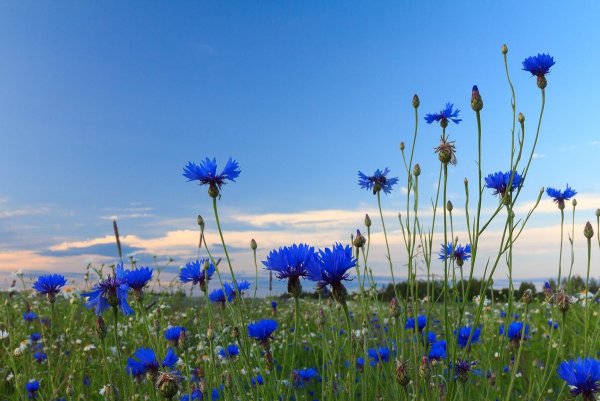 Васильковое поле
