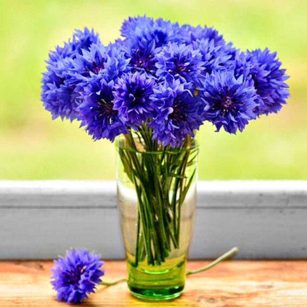 Красивый букет из Васильков