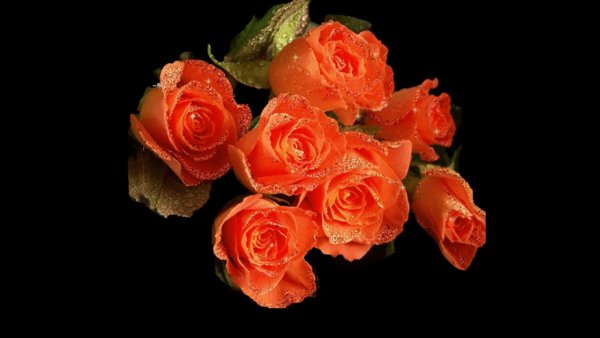 Анимационные оранжевые розы