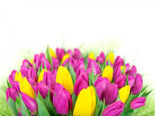 Тюльпаны открытка