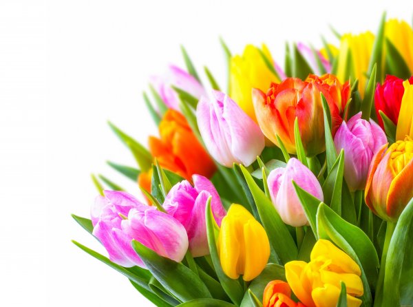 Яркие тюльпаны