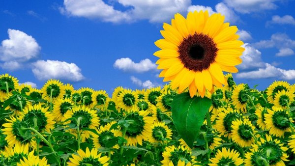 Яркие Подсолнухи