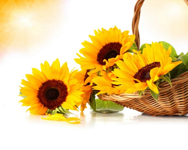 Солнечный цветок