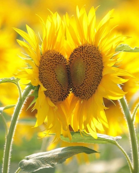 Поле подсолнухов арт