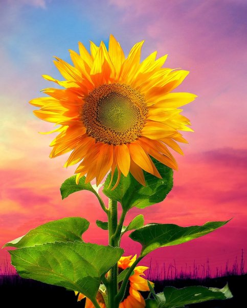 Цветы подсолнухов