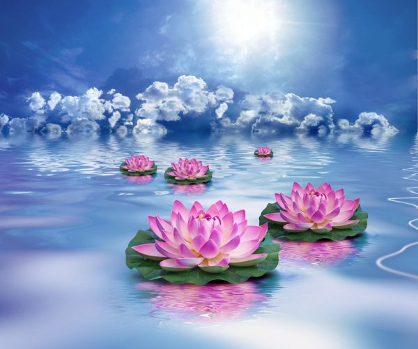 Лотос на воде