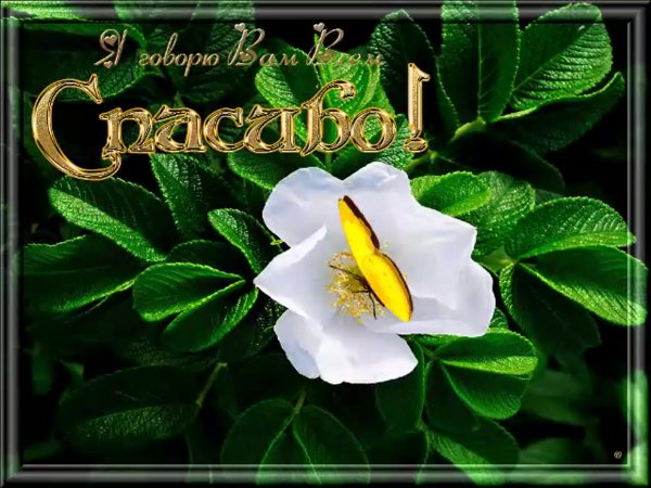 Спасибо открытки красивые