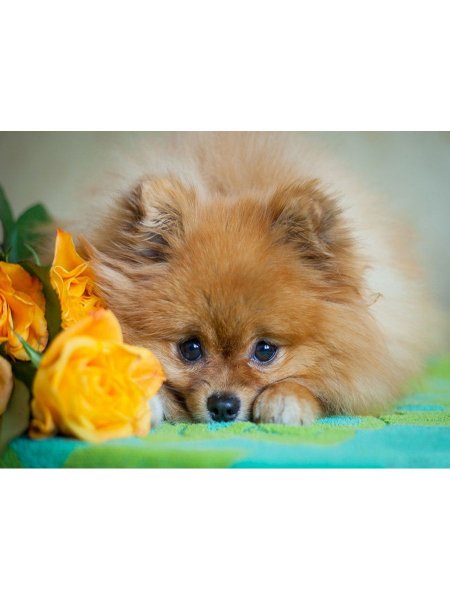 Алмазная картина шпиц