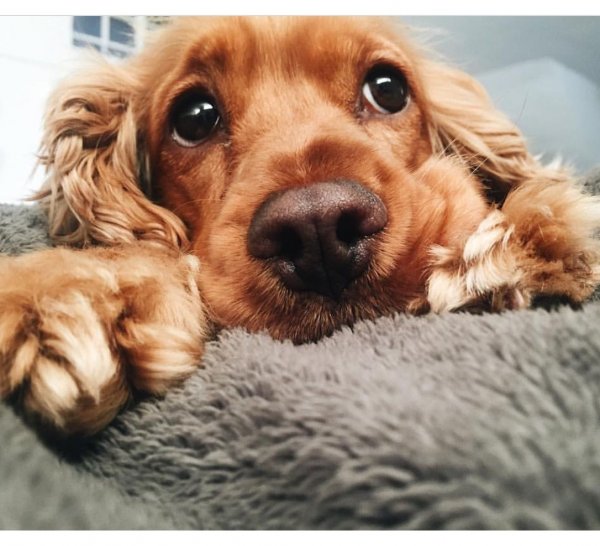 Милые собачки кокер спаниель