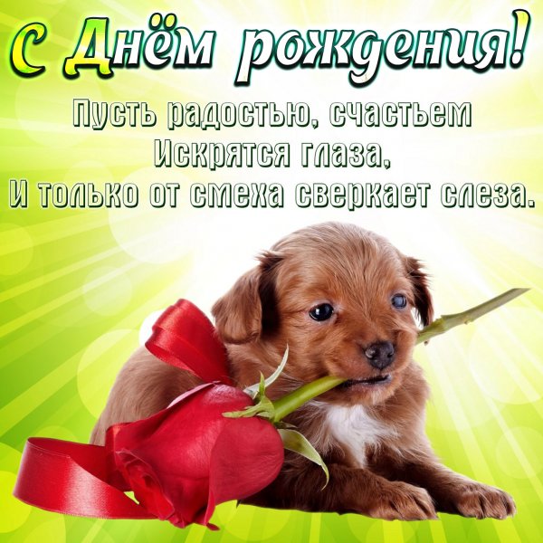 Поздравления с днём рождения милые красивые