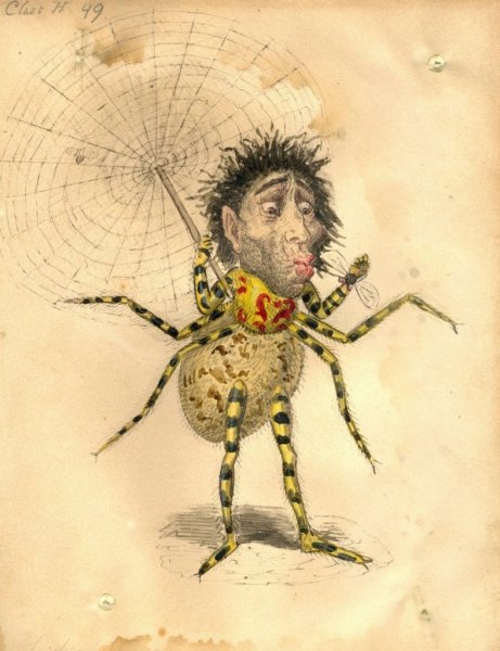 Арахнофилия экспозиция