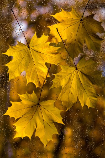 Осень листья дождь