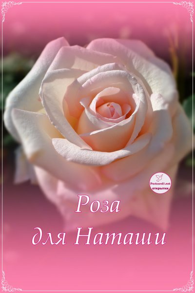 Нежные розы для любимой