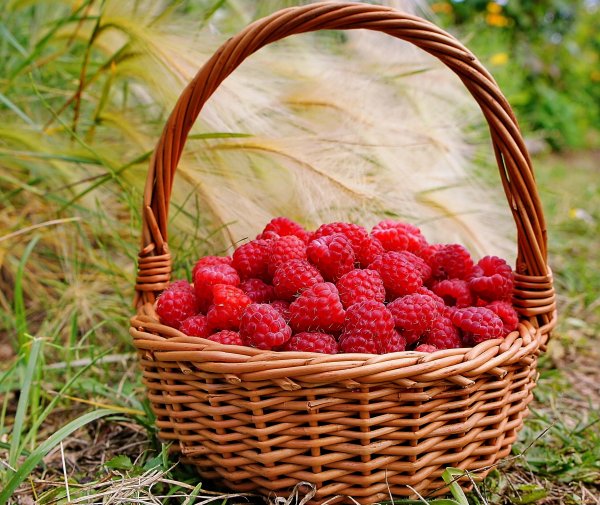 Ягоды летние в корзине