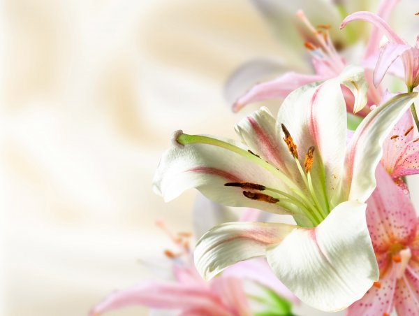 Нежно розовые лилии