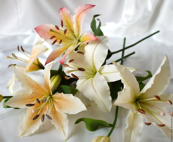 Лилии Петер Шейк