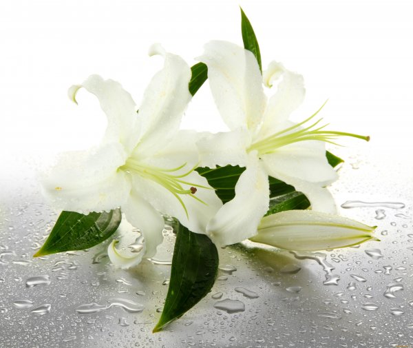 Лилии в росе