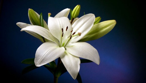 Лилия мерлуза