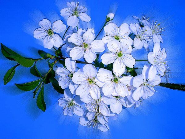 Цветочки для открытки