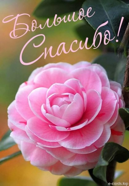 Благодарность цветы