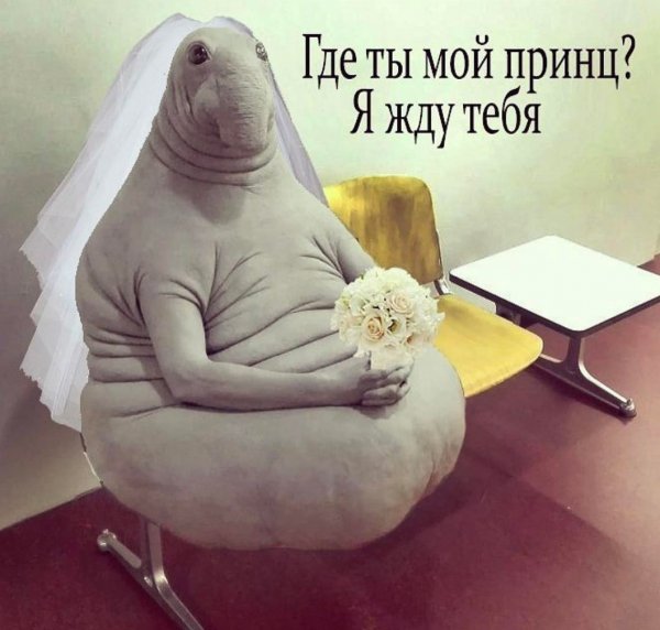 Ждун девушка