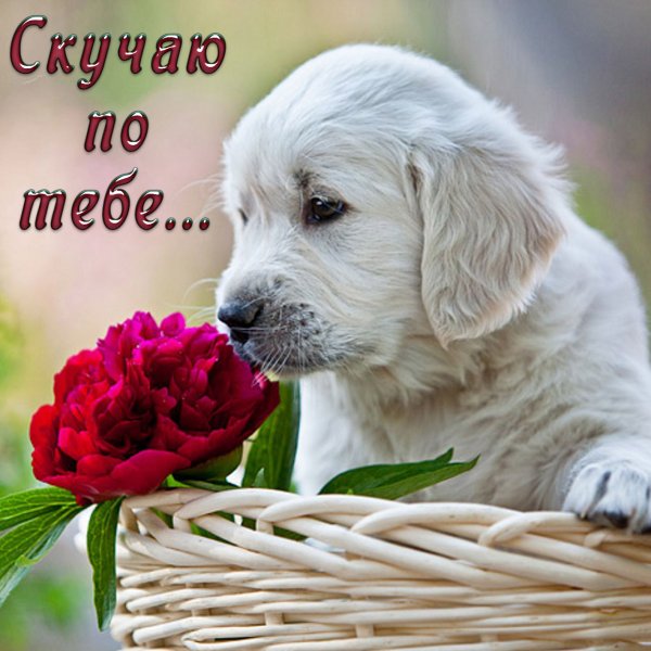 Щенок с цветочком