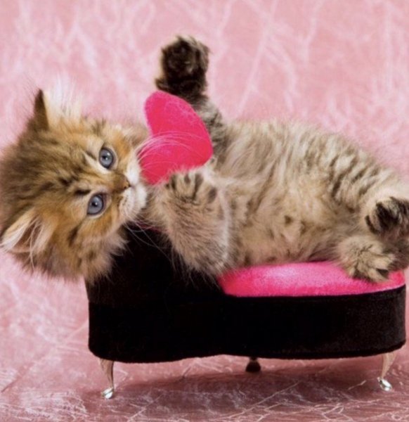 Открытки с котятами любимому