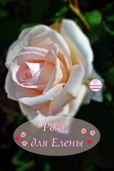 Букет роз для Елены