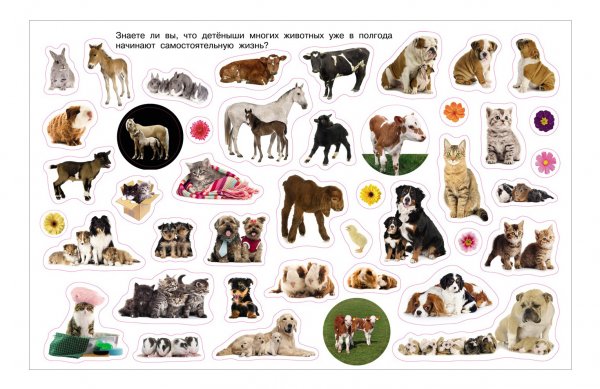 Наклейки с животными