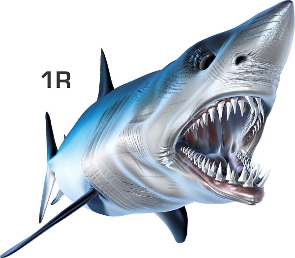 Рот акулы наклейка