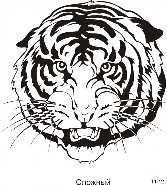 Тигр рисунок