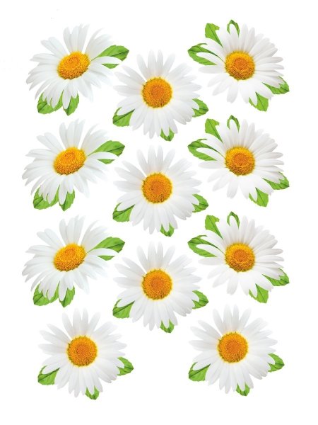 Маникюр с ромашками