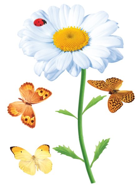 Милые рисунки с ромашками