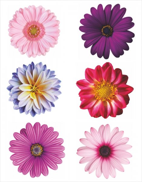 Стикер цветочек