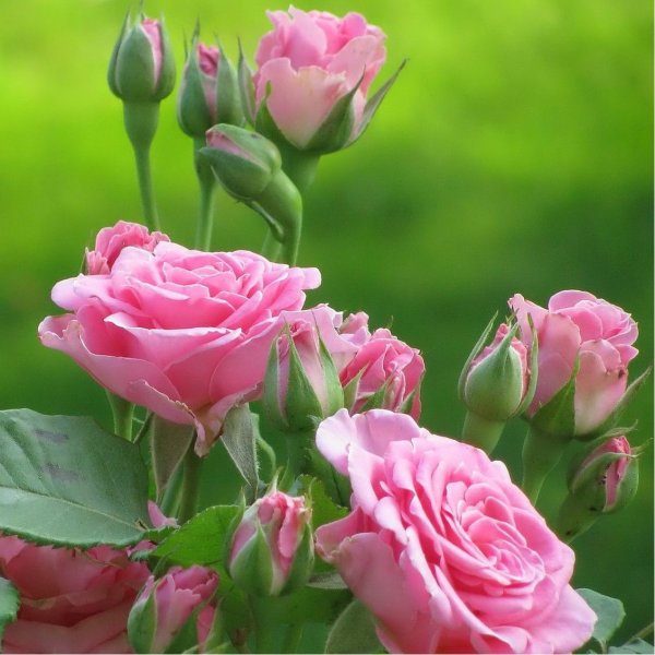 Хорошего дня и отличного настроения