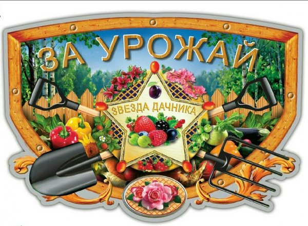 Дачники на фазенде