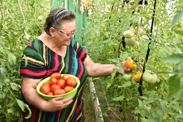 Дачники картинки