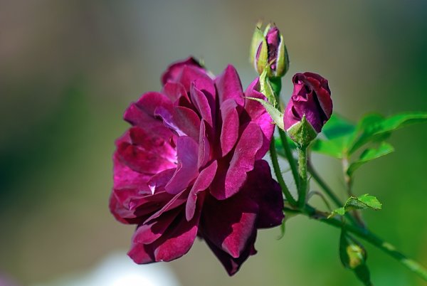 Роза Burgundy-Ice