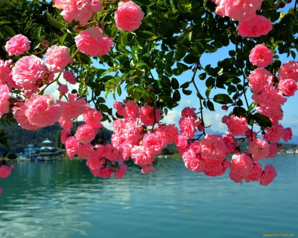 Добрый день Божьих благословений