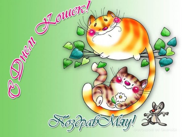 1 Марта Всемирный день кошек